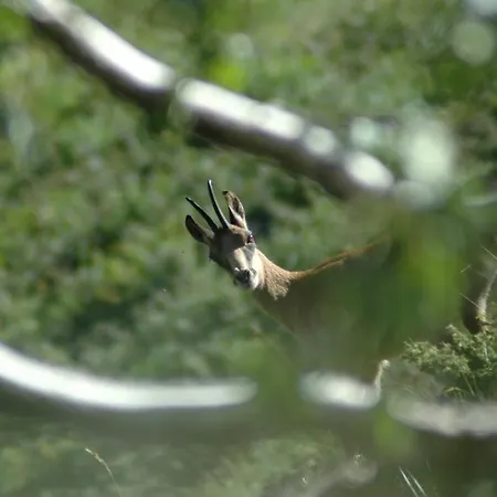 Aparthotel Le Chili- Quartier Thermal- Parc Remarquable - Linge Fourni Luz-Saint-Sauveur